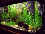 Aquarium online store – what do we need to keep in mind while being there in order to give our fishes good conditions for growth?